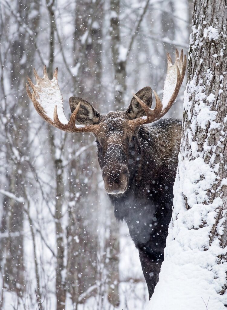 moose, wildlife, winter, snow, antlers, forest, nature, bull moose, animal, wild, snowfall, cold, alces alces, woodland, canada, alaska, mammal, wilderness, snowy, majestic, outdoors, portrait, season, woods, northern
